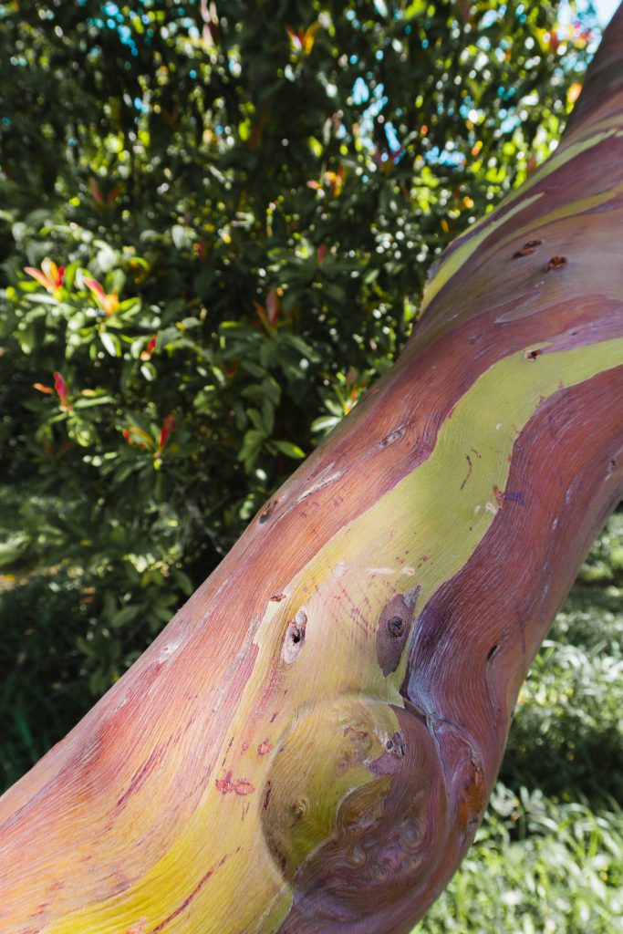 eucalyptus rainbow tree in maui