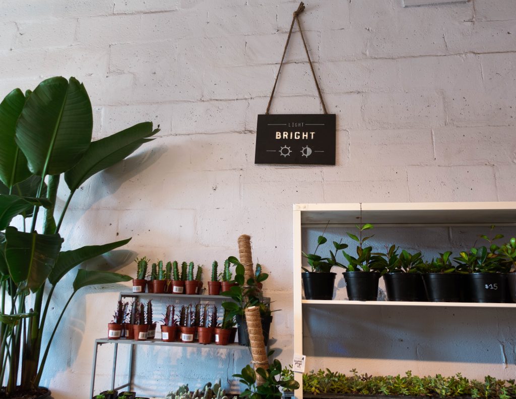 Plants at Plant Shop in Inglewood Calgary