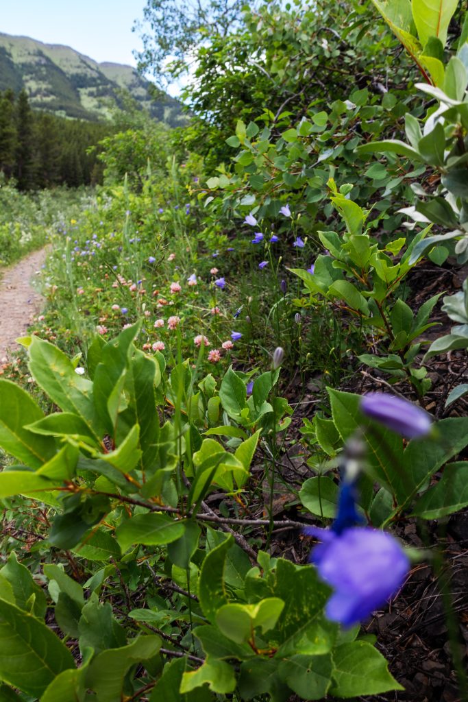 Raspberry Ridge Trail Wildflowers