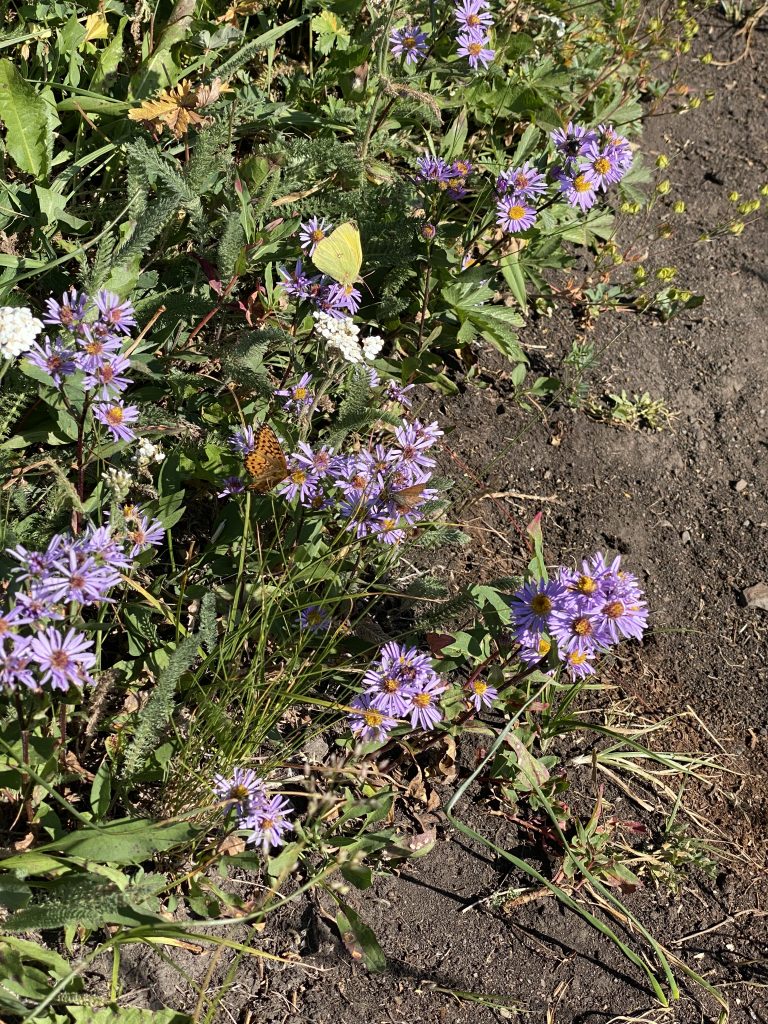 Wildflowers along Powderface trail Kananaskis