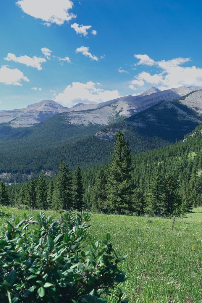 meadows along Nihahi Ridge Trail