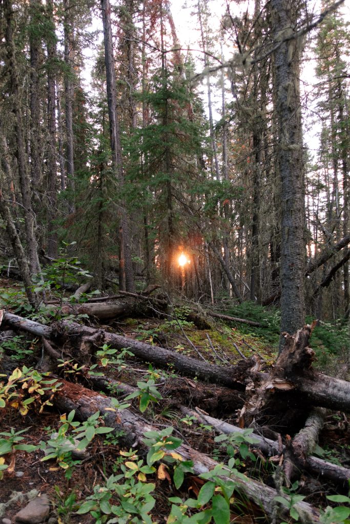 the sunset peaking through the forest