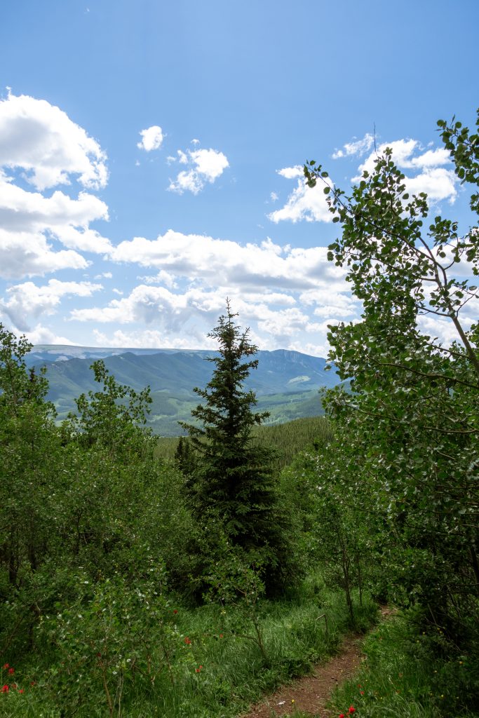 hiking trail in nature