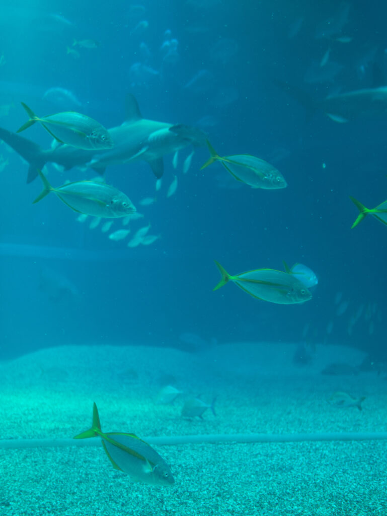 Osaka Aquarium