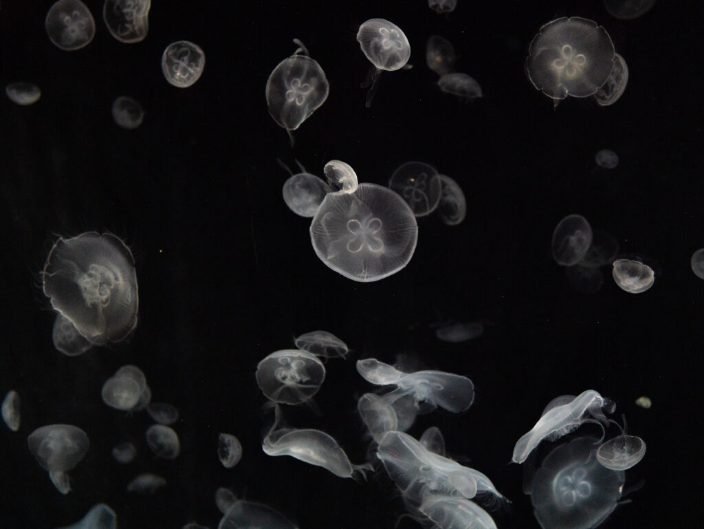 Osaka Aquarium Jellyfish