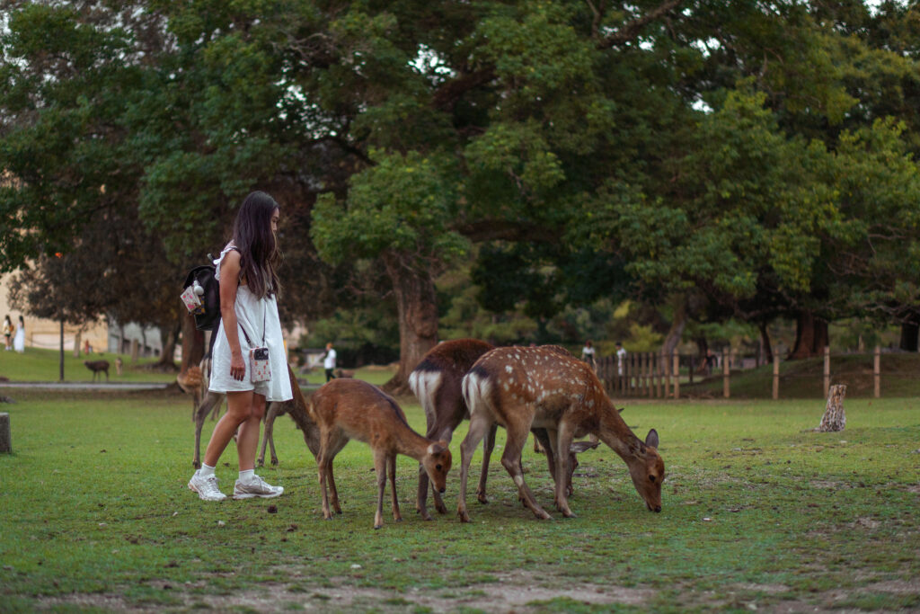 Deer at Nara Park